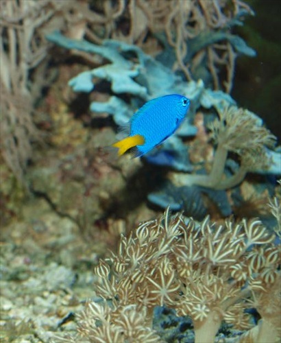 Dory