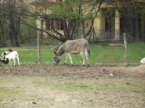 Oslík