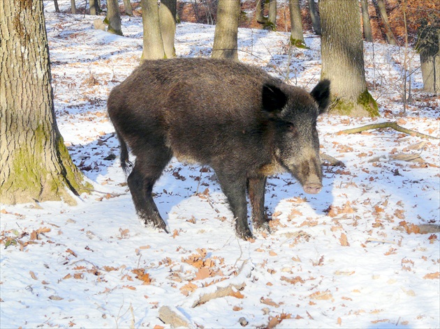 Černoška