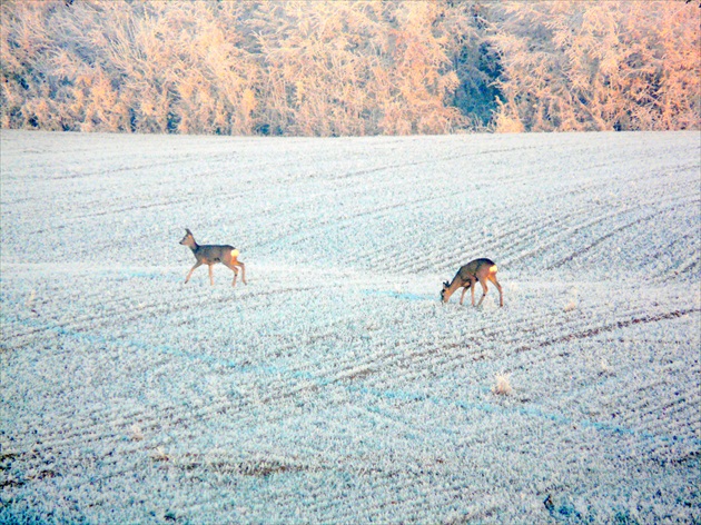 Srnčia zver