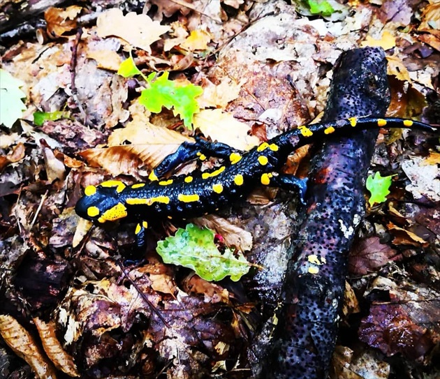 Salamandra škvrnitá