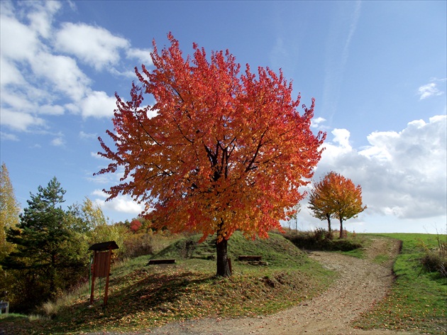 čerešňa