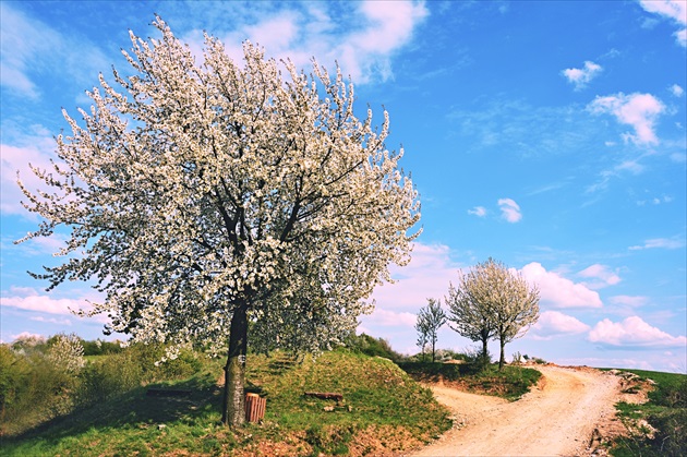 čerešne...