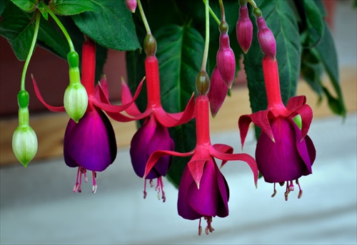 Fuchsiovka