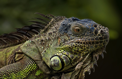 Leguán zelený (Iguana iguana)