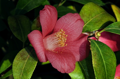 Camellia japonica ...