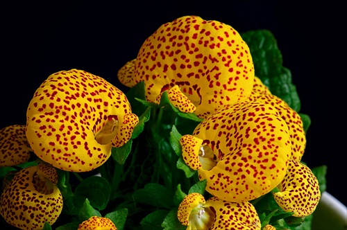 Pantoflíčky (Calceolaria)