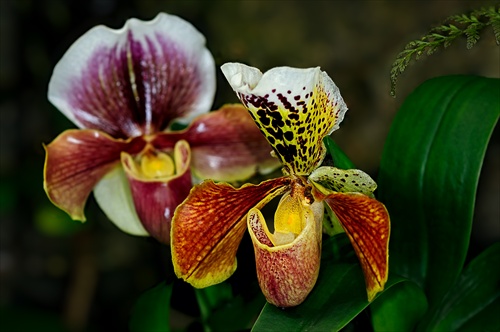 Orchidey