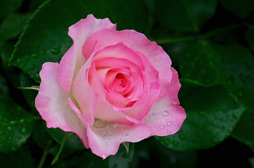 Bordure Rose