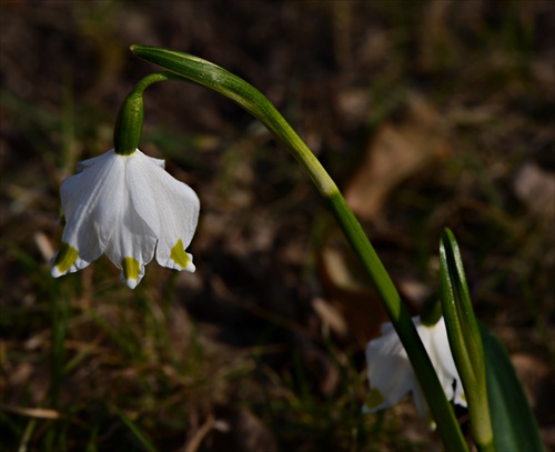 Bleduľa