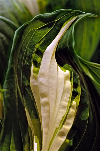 Hosta Sielbodiana Elegans