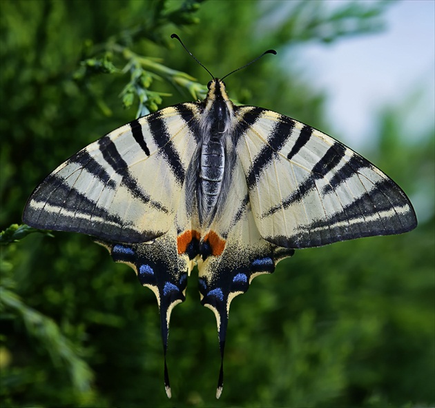 Vidlochvost ovocný (Iphiclide podalirius)