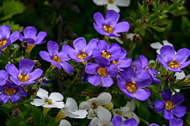 Bacopa