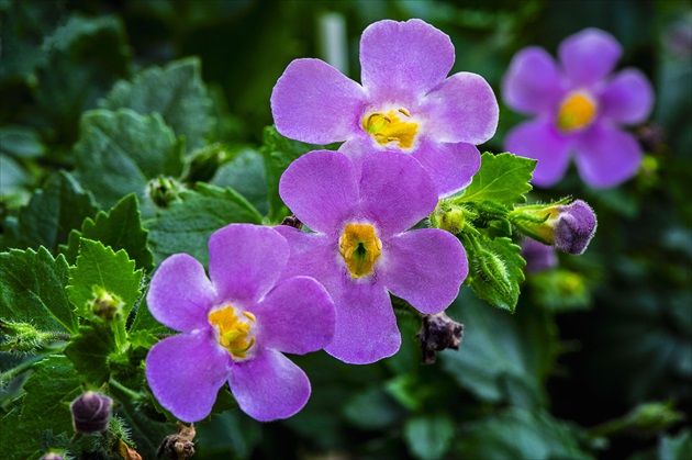 Bacopa