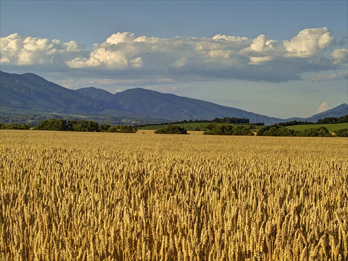 Bude žatva