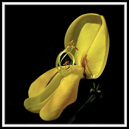 Lathyrus pannonicus (Hrachor panónsky)