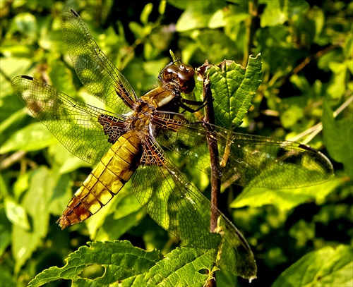 Vážka ploská (Libellula depressa)