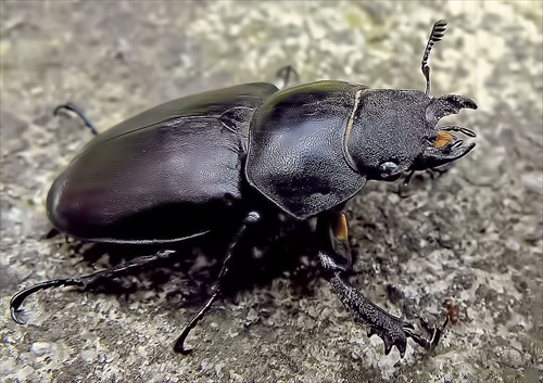 Lucanus cervus -samica Roháča obyčajného