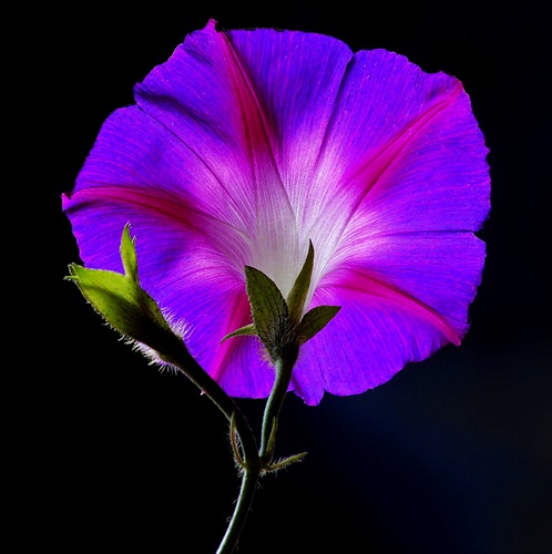 Povoja plotná Calystegia sepium