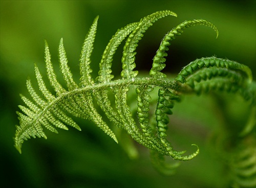 Papraď samičia (Athyrium filix-femina)