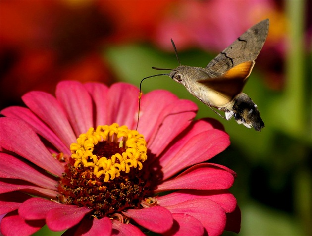 Macroglossum stellatarum, Lišaj marinkový