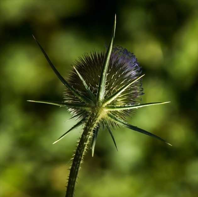 Dispacus fullonum - štetka lesná