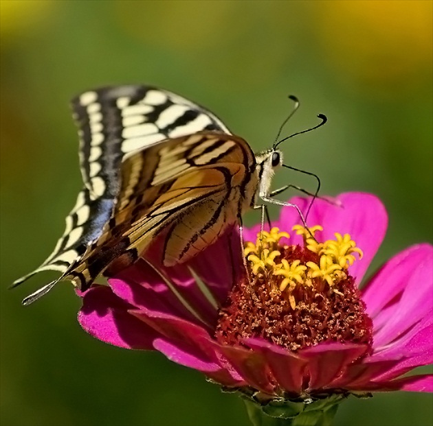 Vidlochvost feniklový (Papilio machaon)