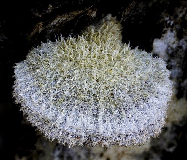 Trúdnikovec chlpatý (Trametes hirsuta)