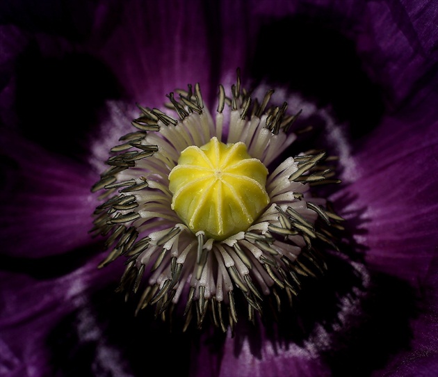 Mak siaty (Papaver somniferum)