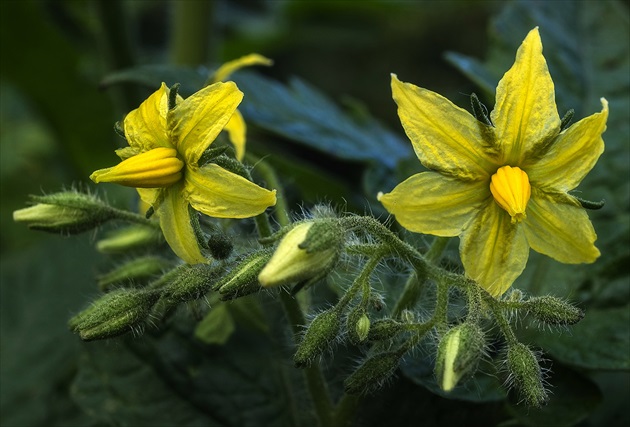 Rajčiak jedlý ( Solanum lycopersicum)