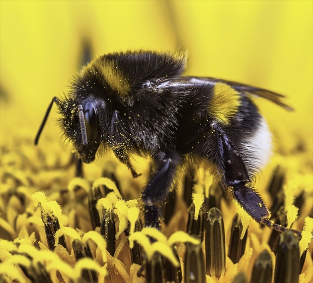 Čmeľ zemný (Bombus terrestris)