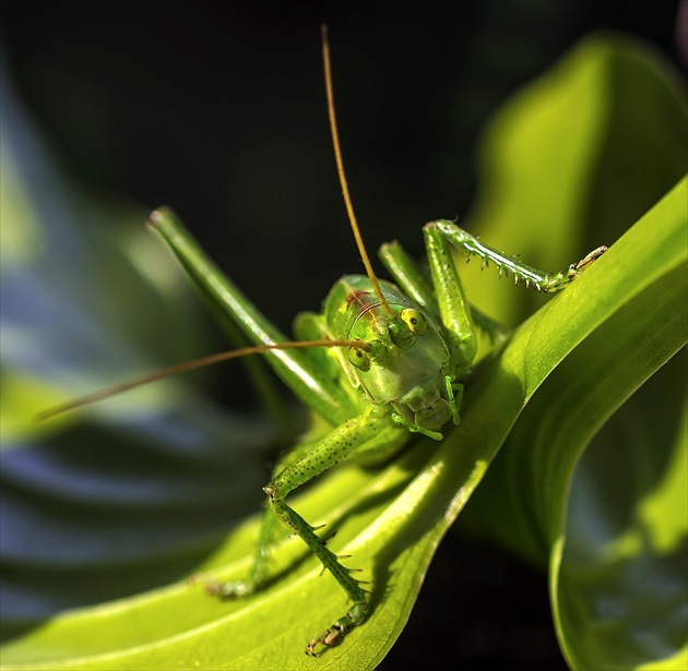 Kobylka zelená (Tettigonia viridissima)