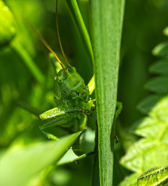 Kobylka zelená (Tettigonia viridissima)