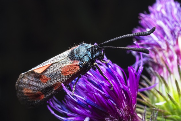 Vretienka obyčajná(Zygaena lonicerae)