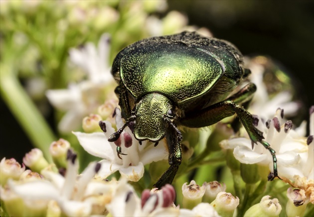 Zlatoň obyčajný (Cetonia aurata)