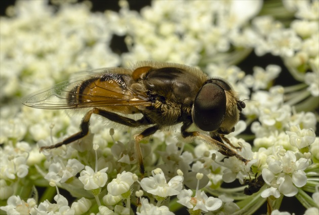 Trúdovka obyčajná ( Eristalis tenax )