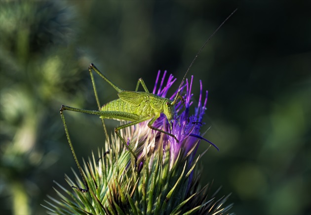 Kobylka zelená (Tettigonia viridissima)