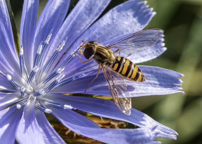 Pestrica pruhovaná Episyrphus balteatus