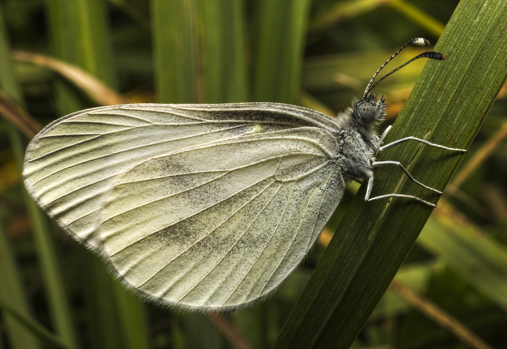 Mlynárik repkový (Pieris napi)