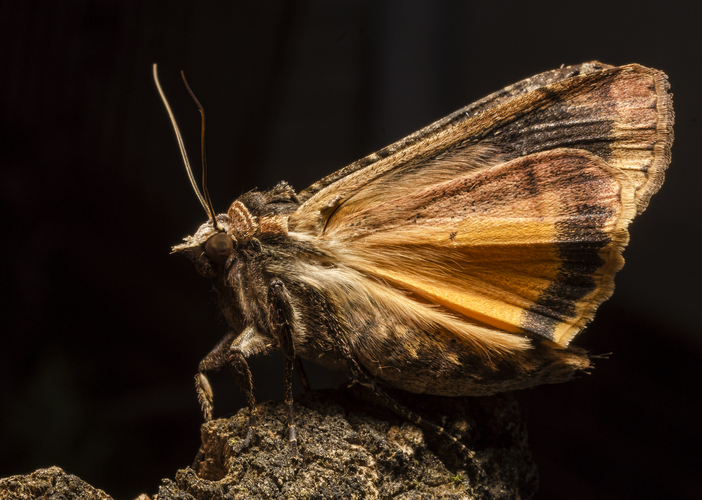 Mora štiavová( Noctua pronuba)