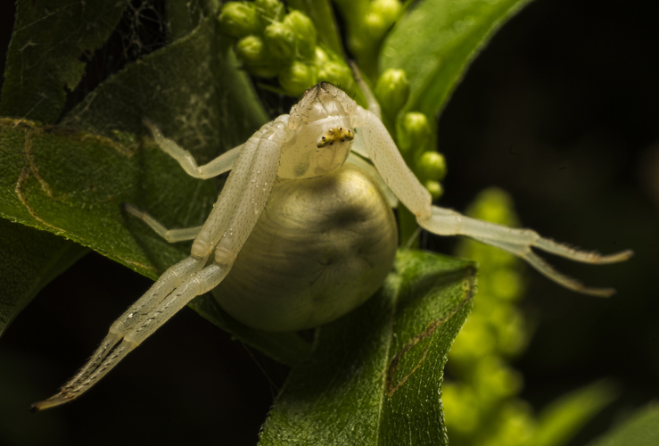 Kvetárik dvojtvarý (Misumena vatia)