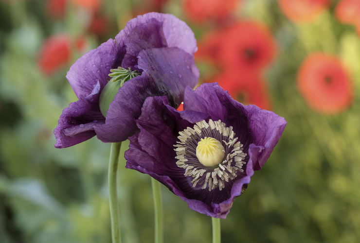 Mak siaty (Papaver somniferum) 