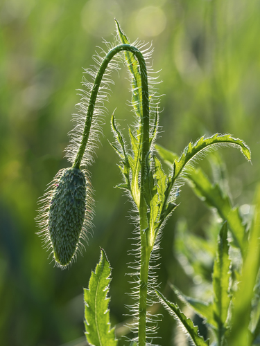 Papaver rhoeas