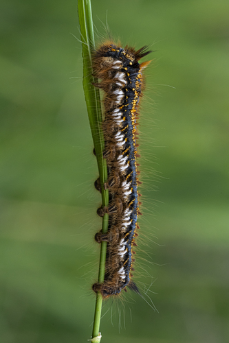 Priadkovec trávový / Euthrix potatoria