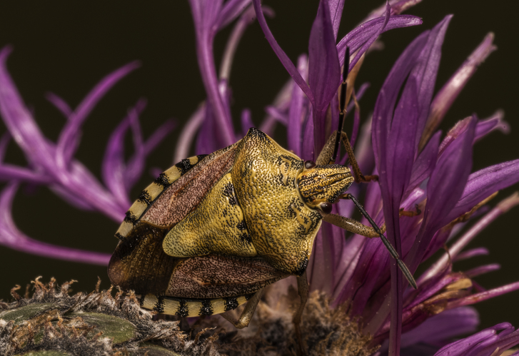 Bzdocha Carpocoris purpureipennis