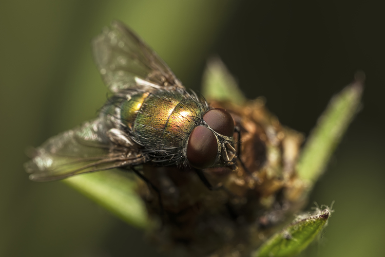 Bzučivka zelená (Lucilia sericata)