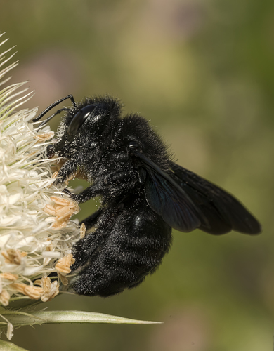 Drevár fialový (Xylocopa violacea)