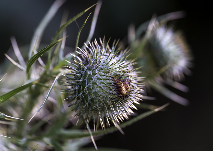 Ostropes obyčajný (Onopordum acanthium)