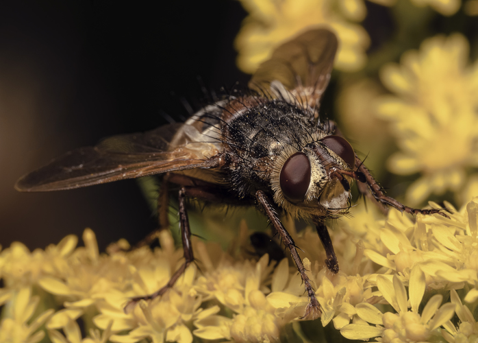 Bystruša červenonohá Tachina fera