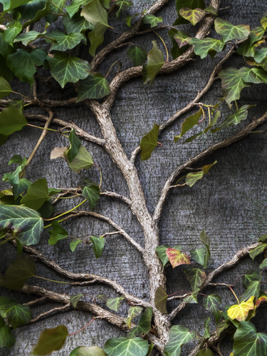 Brečtan popínavý (Hedera helix )